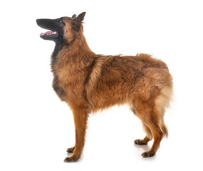 belgian shepherd tervueren