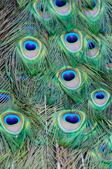 Fototapeta premium Peacock Feathers