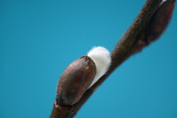 Small green plant growing, isolated on white, springtime summer new life