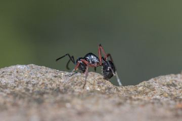 Behavior of ants.Single black ant in nature background.