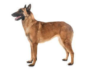 belgian shepherd malinois