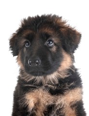puppy german shepherd