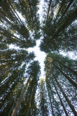 Forest canopy of dense spruce forest against blue sky, unique view from below. - 261944320