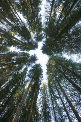 Forest canopy of dense spruce forest against blue sky, unique view from below.