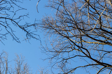 Look up through the Trees Without Leaves In the Winter With Blue Sky.