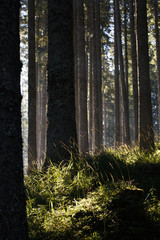 Forest of spruce trees and trunks in the morning sunshine.