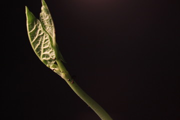 Fototapeta premium Bean Sprout germinating. Isolated on black background. Spring time lapse. Growing plant.