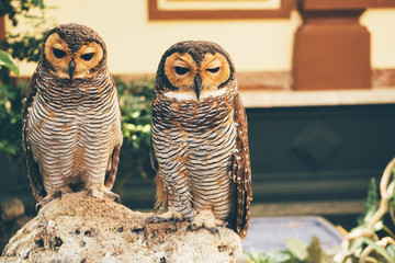 Two brown Perched Barred Owls sitting on a stone