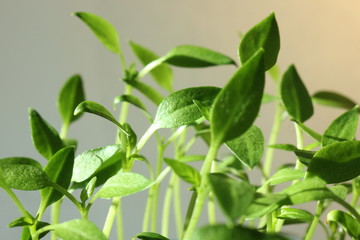 Small green plant growing, isolated on white, springtime summer new life