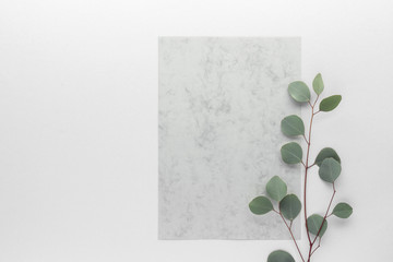 blank paper with eucalyptus leaves top view with copy space for your text. flat lay. 