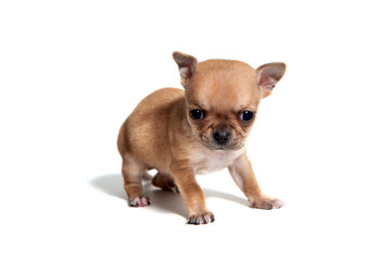 Studio shot of adorable chihuahua puppies. Age one month. 