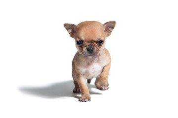 Studio shot of adorable chihuahua puppies. Age one month. 