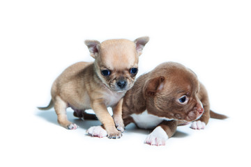 Obraz premium Studio shot of adorable chihuahua puppies. Age one month. 