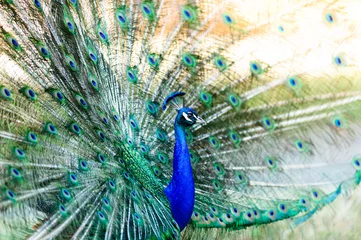 Fotobehang Peacock © mexitographer