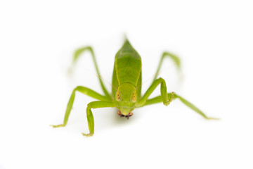 Green locust isolated on white background, Grasshopper, insect