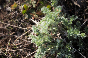 Artemísia absínthium. Wormwood leaves. Meadow herb. 