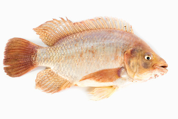 Ruby fish. Nile tilapia fish isolated on white background, fish meat.