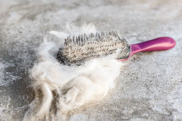 Shedding dogs. Concept of spring moulting dogs. Hands lump wool Siberian husky and rakers brush.