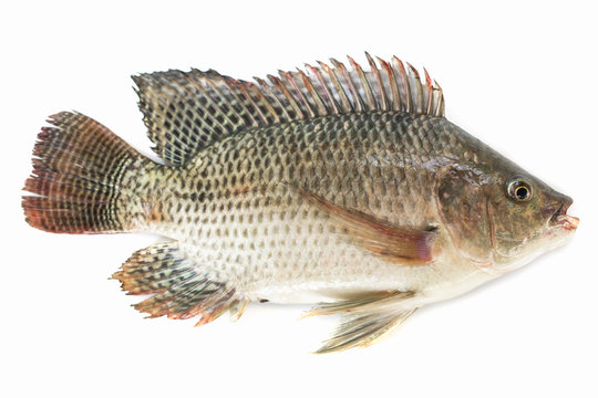 Nile Tilapia Fish Isolated On White Background, Fish Meat.