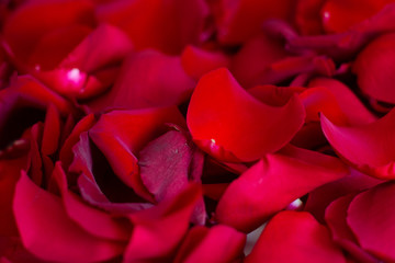 Naklejka premium red rose petals