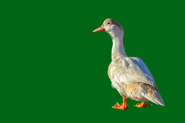 A beautiful goose with a light brown head and white feathers is walking in the sunshine, looking into the camera, isolated with green background