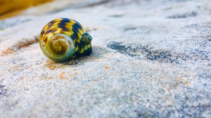 Vibrant Sea Snail