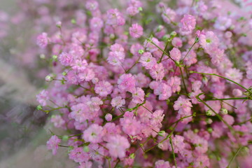 Macro view of colorful blue wihte yellow pink orange green purple Gypsophila flower bouquet in full blossom creamy style
