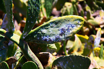 Cochenilleläuse auf Opuntien Conchenille lice