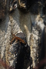 L&eacute;zard au soleil