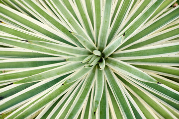 Fototapeta premium Agave Angustifolia or Vivipara Close-up Image