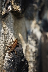 Lézard lézardant
