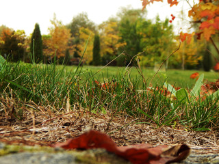 autumn in the forest