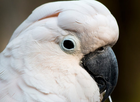 Cacat&uacute;a