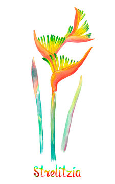 Strelitzia (bird of paradise, crane lily)isolated on white hand painted watercolor illustration with handwritten inscription