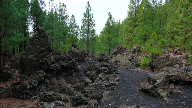 Volcanic path through the rough arid landscape of Chinyero Special Natural Reserve, a lava territory with scarce vegetation and visible traces of the last eruption in Tenerife, Canary Islands, Spain