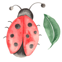  Watercolor set of insects, ladybugs, bedbugs, beetles with leaves on a white background. Watercolor beetles, ladybugs in the heart and circle.