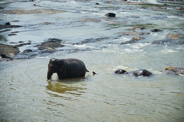 Fototapeta premium Elephants Bathing in Jungle River of Sri Lanka