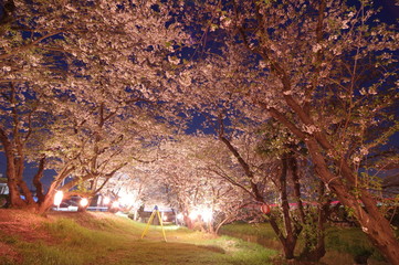 吉田河原の桜　-愛媛県西条市-