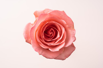 top and close up view of pink rose on pink