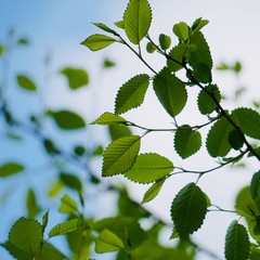 green tree leaves in springtime