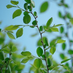 green tree leaves in springtime