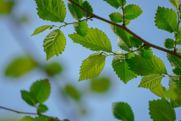 green tree leaves in springtime
