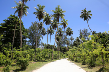 Weg mit Palmen, Insel La Digue, Seychellen, Afrika