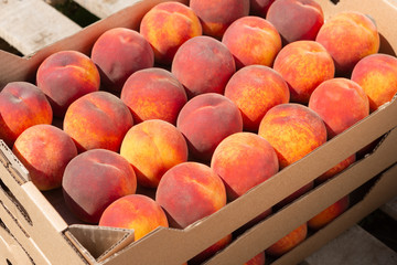 cardboard box with red ripe peaches stand in the garden, a lot of peaches, concept