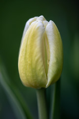 Fototapeta premium close-up of a light yellow tulip still closed blossom