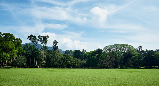 Green Field and Trees in King Garden of Peradeniya