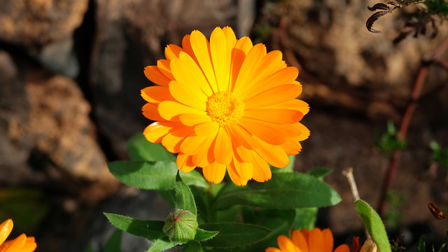 Fresh marigold in bloom known also as Calendula officinalis growing in the garden, an edible flower with extensive uses: medical as tincture and oils, herbal as tea or juices and culinary as garnish