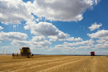 Fototapeta premium yellow combine harvests wheat, in the background is a big harvest truck, blue sky with clouds, concept