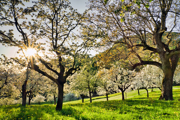 Kirschblüten im Baselbiet