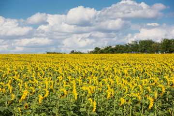 Obraz premium field of blooming sunflower and blue sky with clouds, beautiful landscape, concept